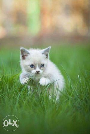 Blue eyes brown color kitten for sale