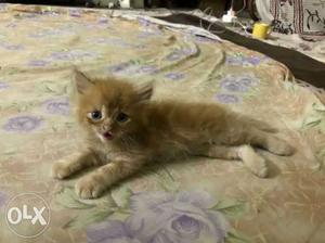 Brown Persian Kitten