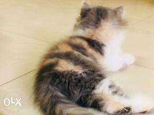 Calico female kitten available for sell