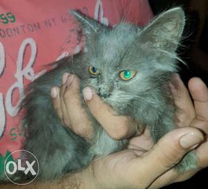 Cat Gray Persian In Manmad