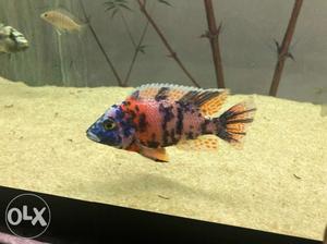 Cichlids for sale. 3 inchs very colourful and