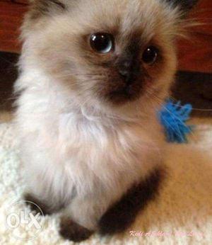 Color point pure Persian kitten for sale in all