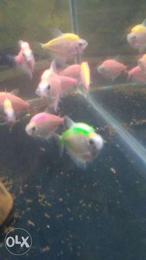 Colored widow tetra fish for sale
