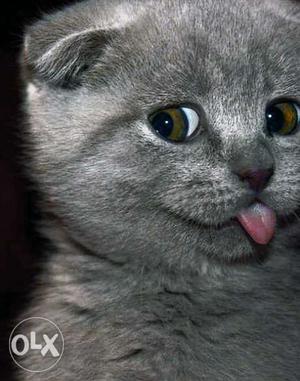 Cute and loving Chartreux kitten available for sale