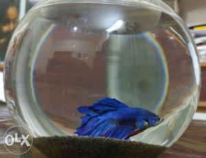 Dark Blue Betta Fish