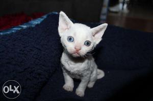 Devon Rex kitten is ery sweet and obedient kitten available