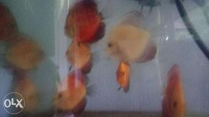 Discus fish