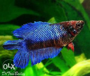 Double Tail Betta Fish female fry sale