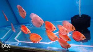 Excellent Discus available with hobbist