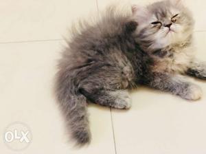 Exotic Grey male kitten available for sell