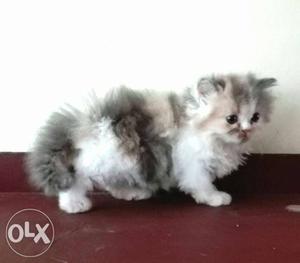 FLUFFY Persians, ur dream Persian cats and kittens r with us
