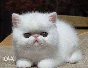 Fantastic quality top breed cat Exotic Shorthair for sale
