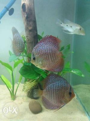 Fine spotted discus fish pair. 4-4.5"