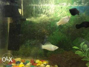 Fish Tank Aquarium