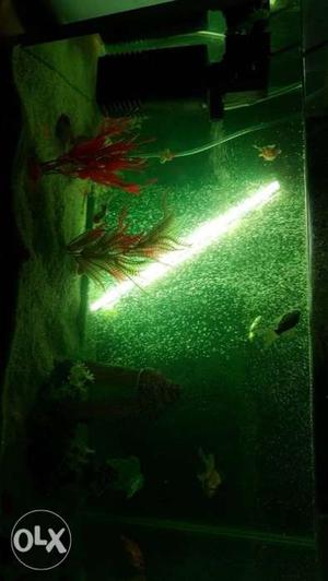 Fish aquatium with pump filter and 14 fishies for
