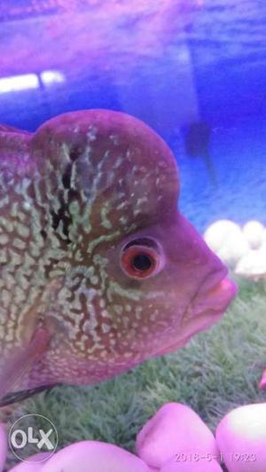 Flowerhorn