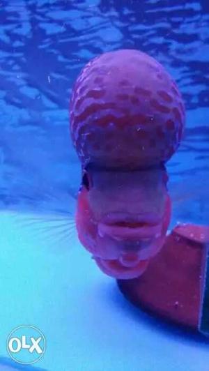 Flowerhorn big hump Healthy and active finger