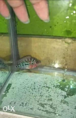 Flowerhorn fish hump pop very active and play full