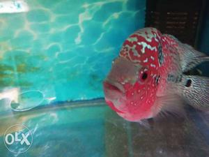 Flowerhorn for sell starting 250 to 