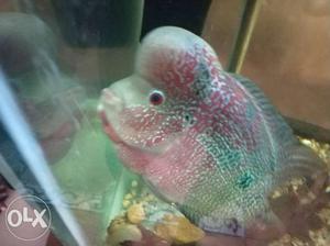 Flowerhorn male very healthy and lucky 6.5 inches