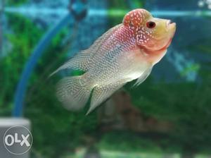 Flowerhorn urgent sale /pc