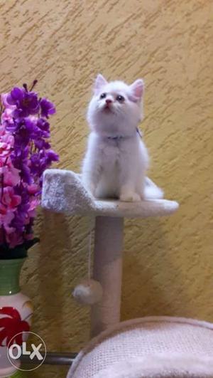 Fluffy fur ball persian kittens available