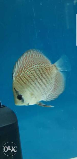 Full body spotted Discus