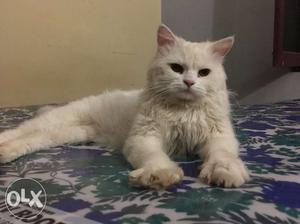 Full white pure doll face persian cat male 11