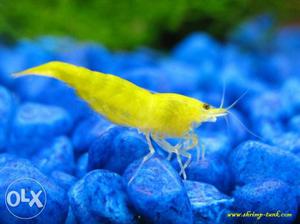 Golden Yellow Shrimp available at best price ₹150 per pair