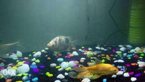 Goldfish And Gray-and-brown Pet Fish