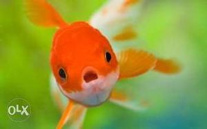 Goldfish Pet Fish at rs 30 each sms only  five