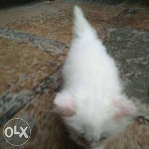 Good Quality full white Persian kittens available
