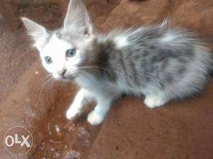 Gray And White Persian Kitten
