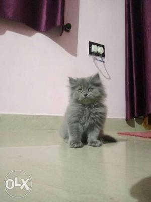 Gray and white kitten for sale