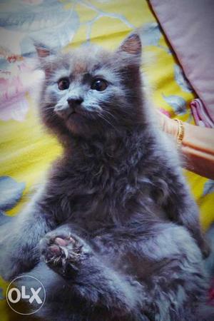 Grey black Persian cat, male
