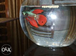 Half moon betta fish for sale with bowl