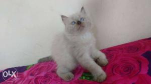 High Quality Pure Himalayan Kitten Available In