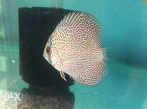 High quality Discus 3.5inch+ up for sale price negotiable.