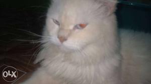 I have male Persian cat for mating not for sale