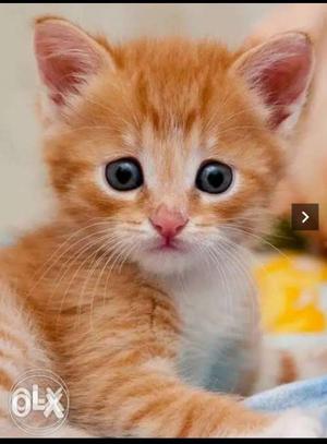 I want orange cat(nattu poonai)