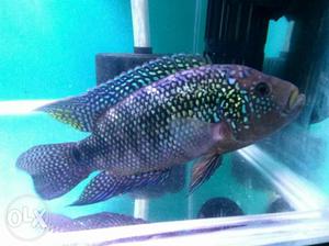 Imported Jack Dempsey for sale contact Debasish