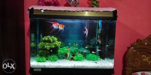 Imported moulded aquarium in very good condition