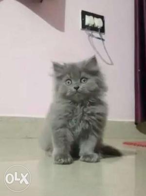 It's too cute.. Persian cat...