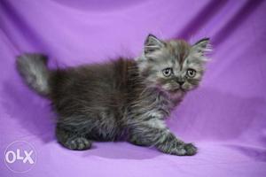 Kind of gray persian male