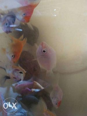 Kissing gourami male and female is for sale