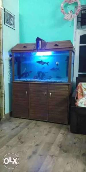 Large fish aquarium
