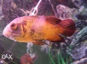 Large size oscar fishes for sale
