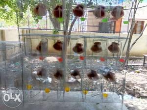 Love birds breeding cage for sales Contact