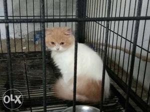 Medium-haired White And Orange Cat