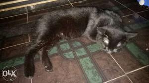 Mix breed shiny coat black male cat sale 8 month